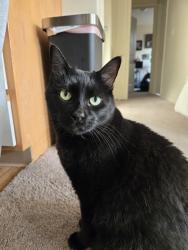 Lost Male Cat last seen Herriman Towne Square, Herriman, UT 84096