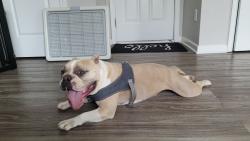 Reunited Female Dog last seen Cider Ridge Rd., Dallas, NC 28034