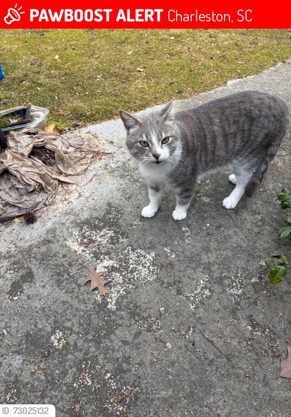 Lost Male Cat last seen Ashley Harbor, Charleston SC, Charleston, SC 29407