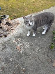 Lost Male Cat last seen Ashley Harbor, Charleston SC, Charleston, SC 29407