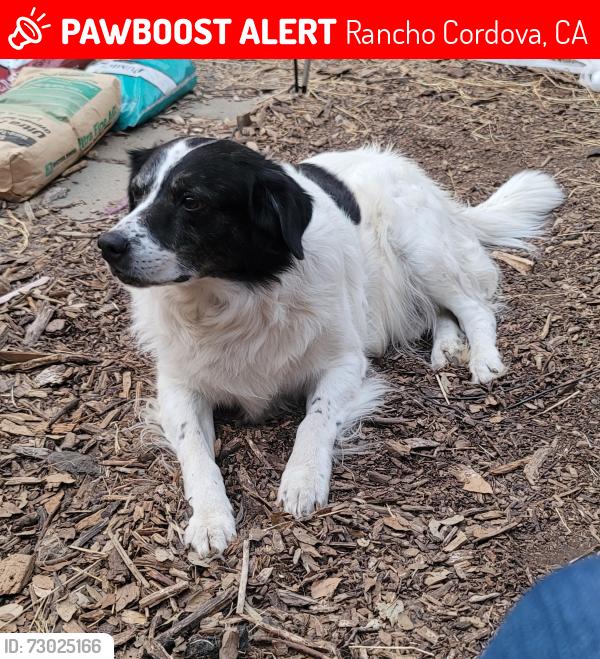 Lost Male Dog last seen Near Rinda Drive , Rancho Cordova, CA 95670
