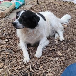 Lost Male Dog last seen Near Rinda Drive , Rancho Cordova, CA 95670
