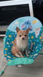 Lost Male Dog last seen 11e highway , Mosheim, TN 37818