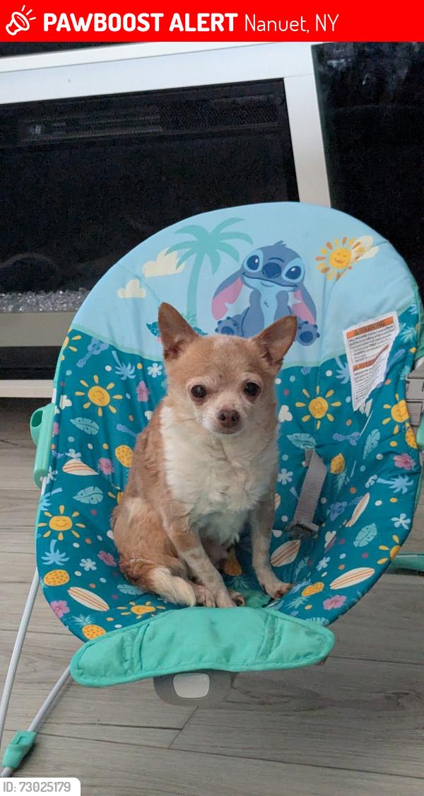 Lost Male Dog last seen 11e highway , Mosheim, TN 37818