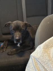 Found/Stray Male Dog last seen Airport airport Road 4th Street by GARY Airport, Gary, IN 46402