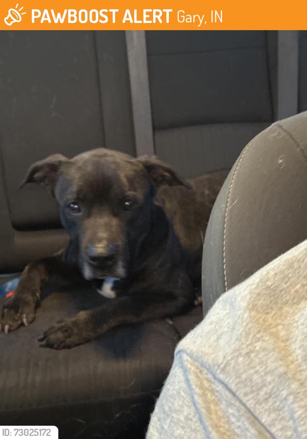 Found/Stray Male Dog last seen Airport airport Road 4th Street by GARY Airport, Gary, IN 46402