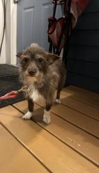 Reunited Male Dog last seen John st by US-29, China Grove, NC 28023