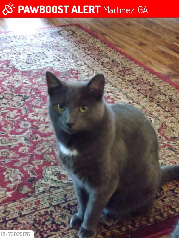 Lost Male Cat last seen Bridgton Rd, Martinez, GA 30907