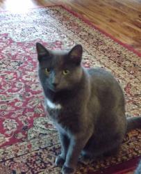 Lost Male Cat last seen Bridgton Rd, Martinez, GA 30907