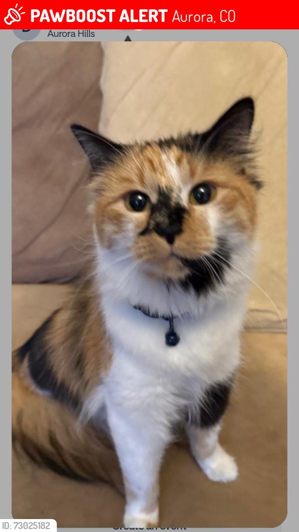 Lost Female Cat last seen 11th dayton st, Aurora, CO 80010