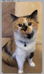 Lost Female Cat last seen 11th dayton st, Aurora, CO 80010