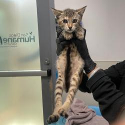 Shelter Stray Female Cat last seen Coban Street, San Diego, CA, 92114, 5500 Gaines St, San Diego, CA 92110, USA
