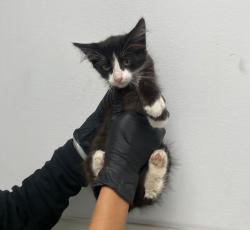 Shelter Stray Female Cat last seen Coban Street, San Diego, CA, 92114, 5500 Gaines St, San Diego, CA 92110, USA