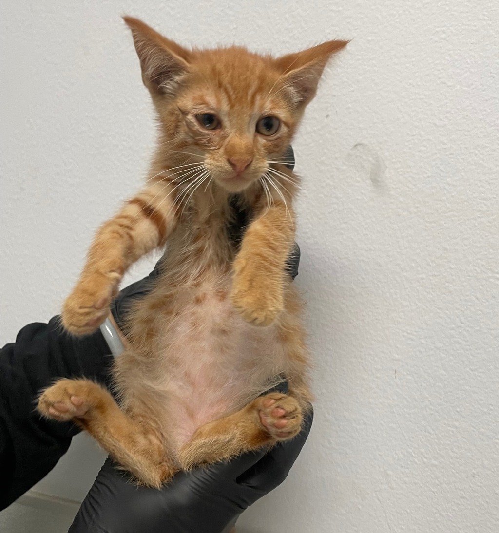 Shelter Stray Male Cat last seen Coban Street, San Diego, CA, 92114, 5500 Gaines St, San Diego, CA 92110, USA