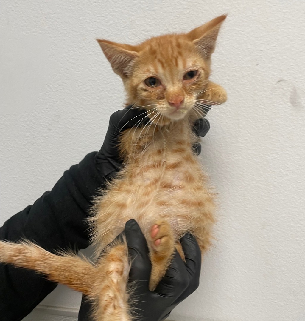 Shelter Stray Male Cat last seen Coban Street, San Diego, CA, 92114, 5500 Gaines St, San Diego, CA 92110, USA