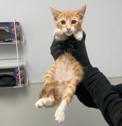 Shelter Stray Male Cat last seen Coban Street, San Diego, CA, 92114, 5500 Gaines St, San Diego, CA 92110, USA