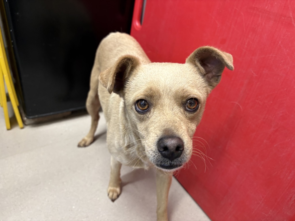 Shelter Stray Female Dog last seen Near Oakland Road, La Mesa, CA, 91942, El Cajon, CA 92020, USA