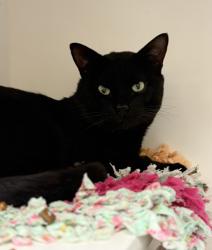 Shelter Stray Male Cat last seen NE Thompson/112th ave, OR, 1700 W Historic Columbia River Hwy, Troutdale, OR 97060, USA
