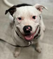 Shelter Stray Female Dog last seen Near Fermi Avenue, San Diego, CA, 92123, 5500 Gaines St, San Diego, CA 92110, USA