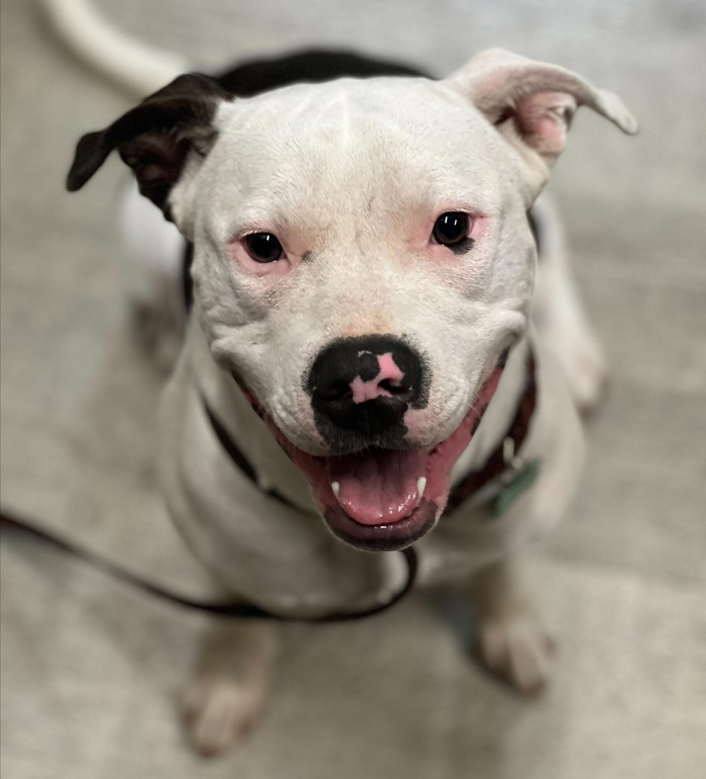 Shelter Stray Female Dog last seen Near Fermi Avenue, San Diego, CA, 92123, 5500 Gaines St, San Diego, CA 92110, USA