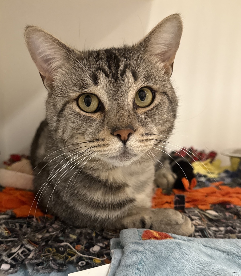 Shelter Stray Male Cat last seen SW 33rd / SW Tegart Ave, GRESHAM, OR, 97080, 1700 W Historic Columbia River Hwy, Troutdale, OR 97060, USA