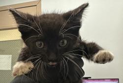 Shelter Stray Male Cat last seen Harbor Island, San Diego, CA, 92101, 5500 Gaines St, San Diego, CA 92110, USA