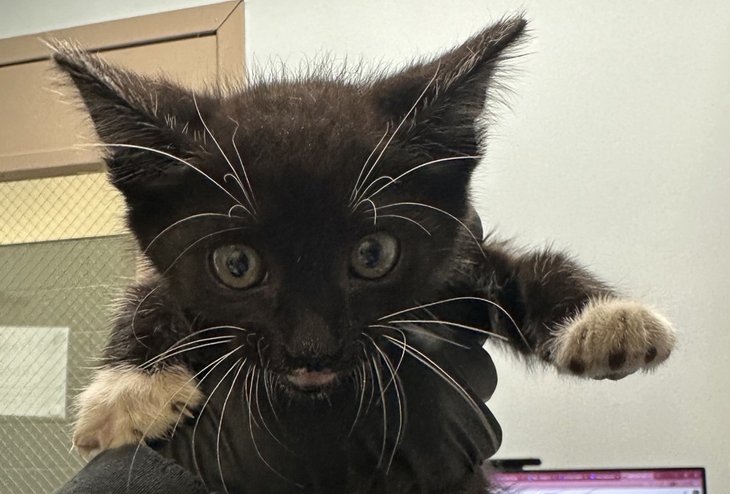 Shelter Stray Male Cat last seen Harbor Island, San Diego, CA, 92101, 5500 Gaines St, San Diego, CA 92110, USA