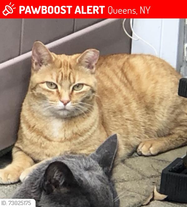Lost Female Cat last seen Carlton street and 63rd Ave , Queens, NY 11374