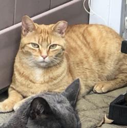 Lost Female Cat last seen Carlton street and 63rd Ave , Queens, NY 11374