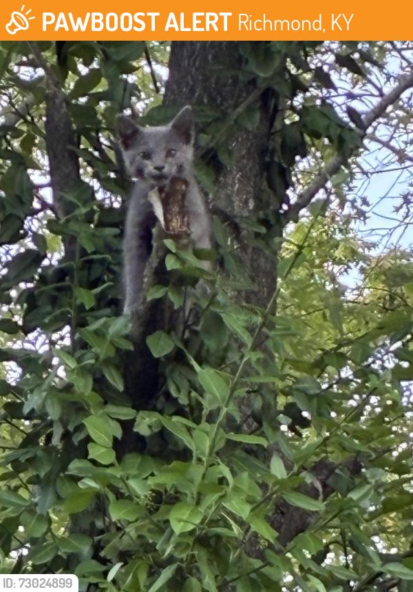 Found/Stray Unknown Cat last seen Walnut & Kentucky, Richmond, KY 40475