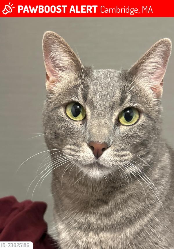 Lost Female Cat last seen Near Memorial Drive apmt building, Ames St., Cambridge, MA 02142