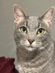 Lost Female Cat last seen Near Memorial Drive apmt building, Ames St., Cambridge, MA 02142