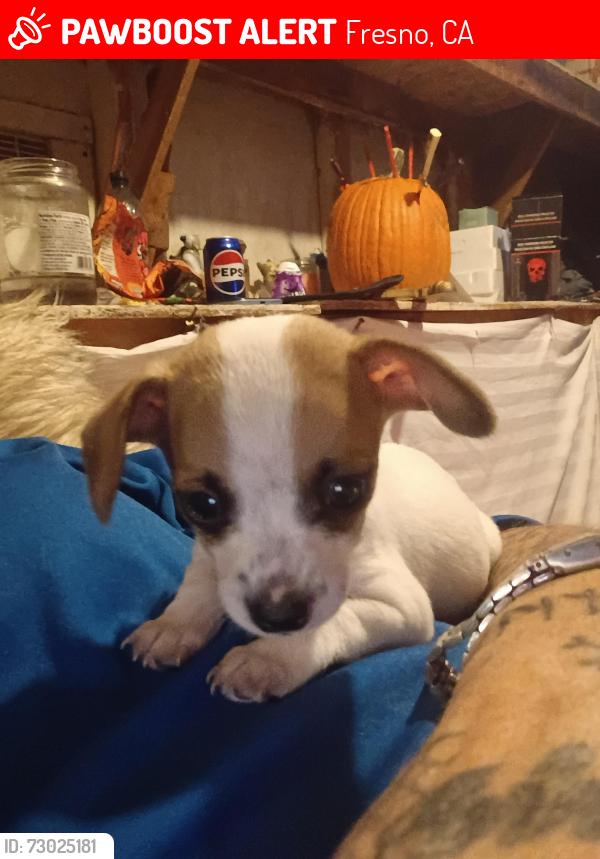 Lost Male Dog last seen Dudley and crystal, Fresno, CA 93728