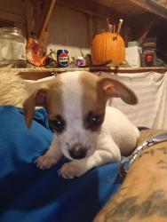Lost Male Dog last seen Dudley and crystal, Fresno, CA 93728