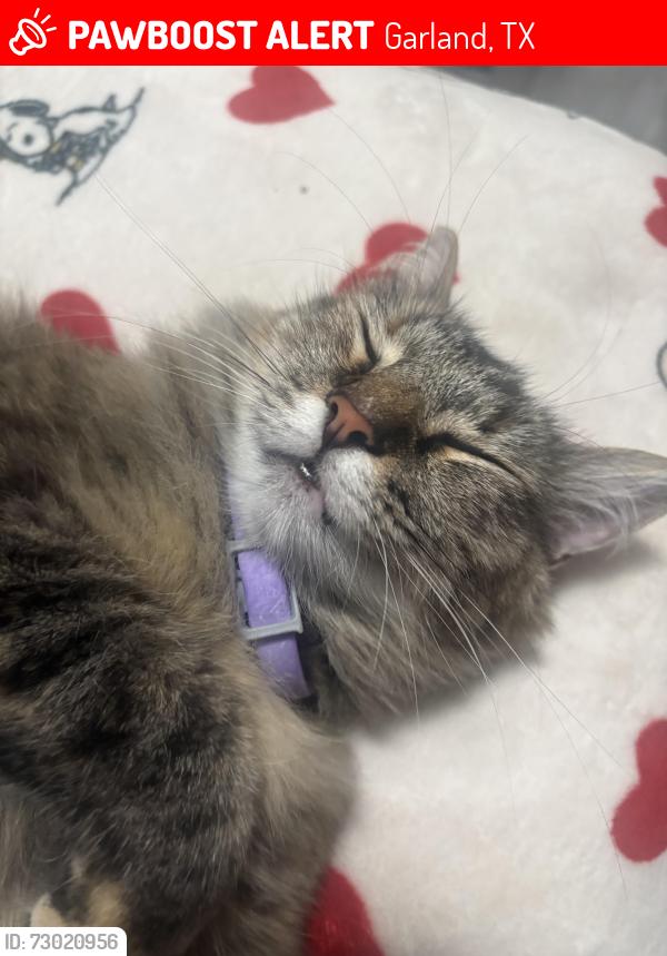 Lost Female Cat last seen Joyce Dr, Garland, TX 75040