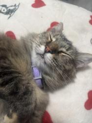 Lost Female Cat last seen Joyce Dr, Garland, TX 75040