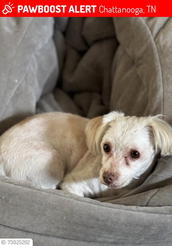 Lost Male Dog last seen North shore Village apmts , Chattanooga, TN 37415