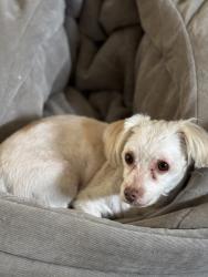 Lost Male Dog last seen North shore Village apmts , Chattanooga, TN 37415