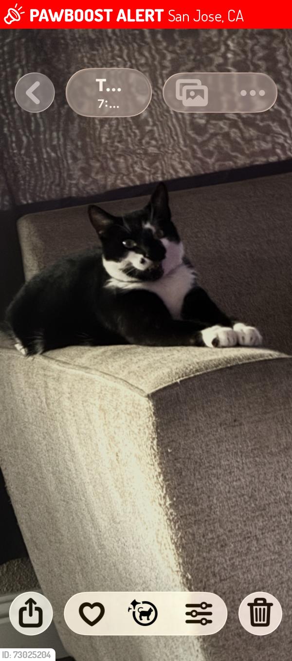 Lost Male Cat last seen Younger st , San Jose, CA 95112