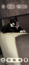 Lost Male Cat last seen Younger st , San Jose, CA 95112