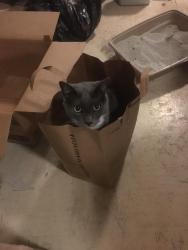 Lost Male Cat last seen Camille Street and Melony Drive, Holladay, UT 84124