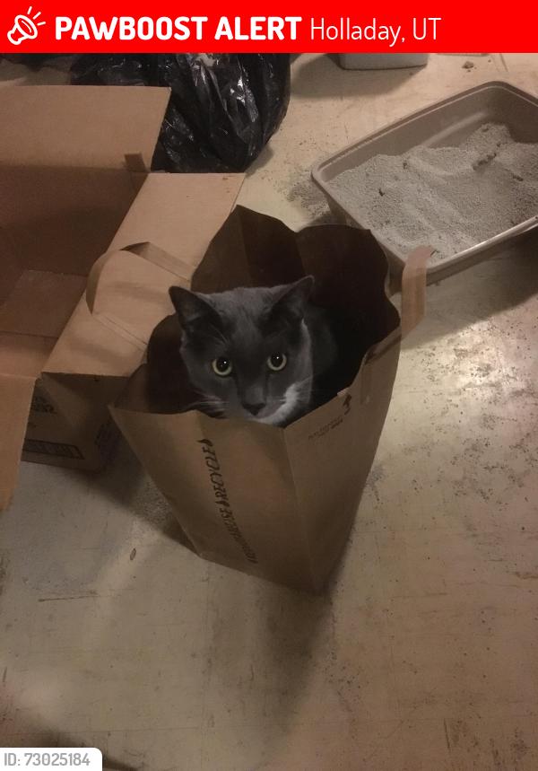 Lost Male Cat last seen Camille Street and Melony Drive, Holladay, UT 84124