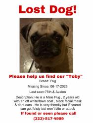 Lost Male Dog last seen Florence and Avalon , Los Angeles, CA 90003