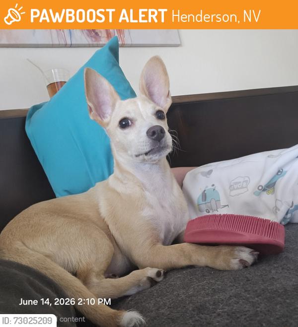 Found/Stray Male Dog last seen Boulder hwy & Greenway, Henderson, NV 89015