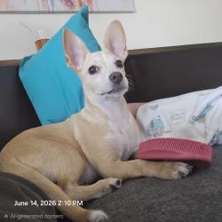 Found/Stray Male Dog last seen Boulder hwy & Greenway, Henderson, NV 89015