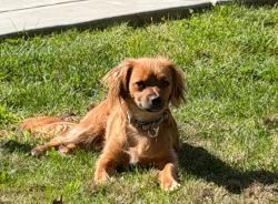 Reunited Male Dog last seen Almaden lake, San Jose, CA 95123