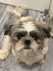 Lost Female Dog last seen Maude St & nearby Cherry Ct, Stockton, CA 95206, Stockton, CA 95206