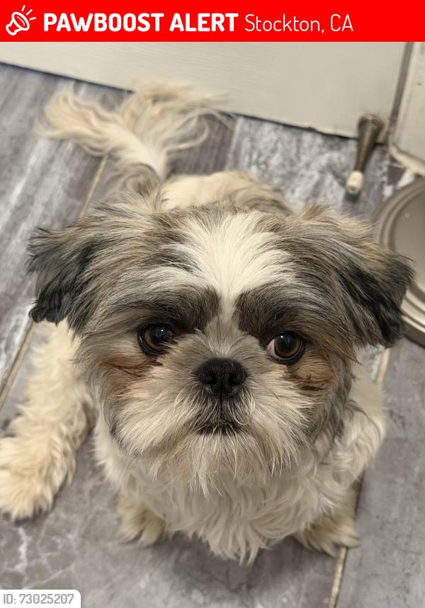 Lost Female Dog last seen Maude St & nearby Cherry Ct, Stockton, CA 95206, Stockton, CA 95206