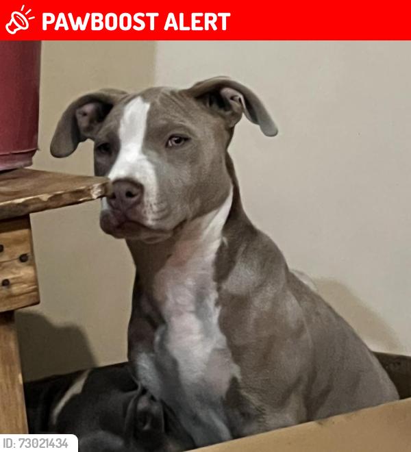 Lost Female Dog last seen Av. Francisco I. Madero Norte y Calle Ascención Tepatl Oriente, Tlaxcala de Xicohténcatl, Tlax. 90000