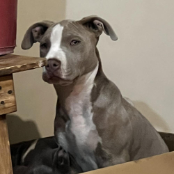 Lost Female Dog last seen Av. Francisco I. Madero Norte y Calle Ascención Tepatl Oriente, Tlaxcala de Xicohténcatl, Tlax. 90000